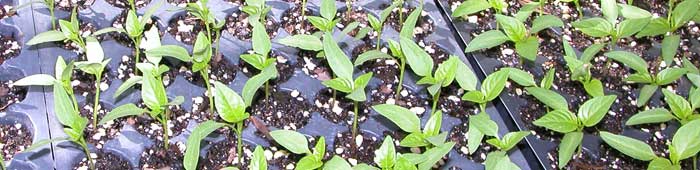 pepper seedlings.