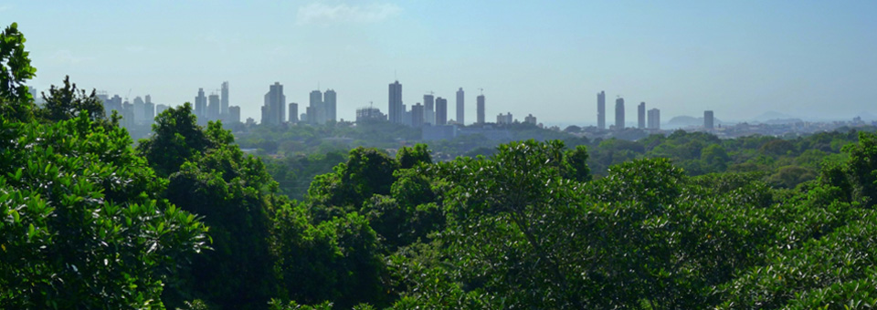 View from the Canopy Research Crane in Parque Metropolitano in Panama.