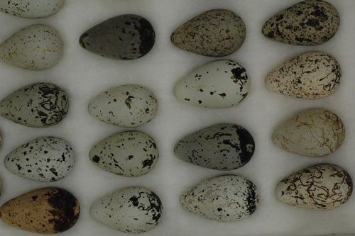 Color and pattern in Common Murre eggs.