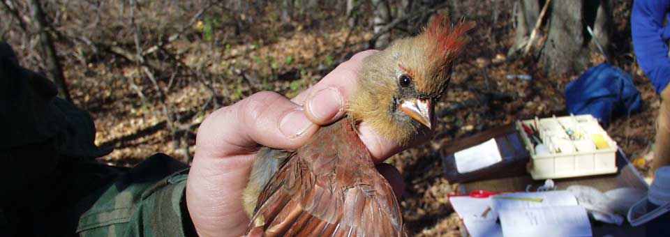 Bird banding at Point au Sable.