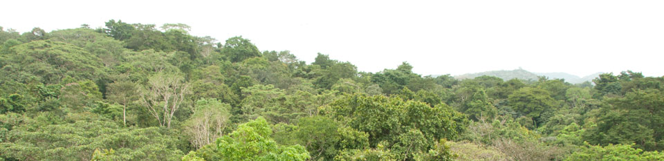 Rainforest canopy in Panama.
