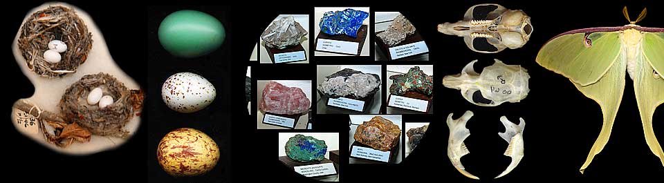 Osprey eggs showing variation in patterns.