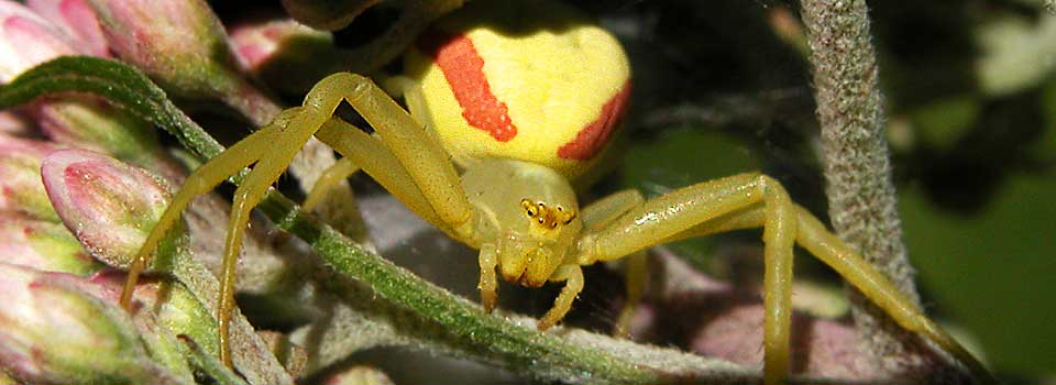 crab spider.