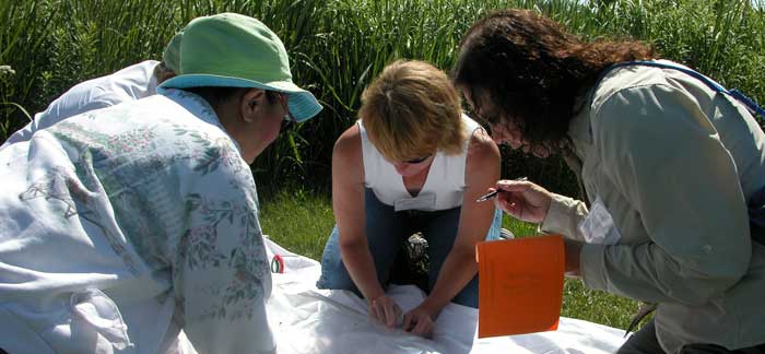 Volunteers collect data at a bioblitz.