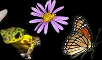 frog, flower, and butterfly