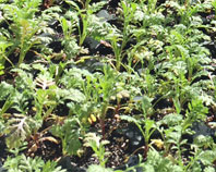 seedlings in the greenhouse