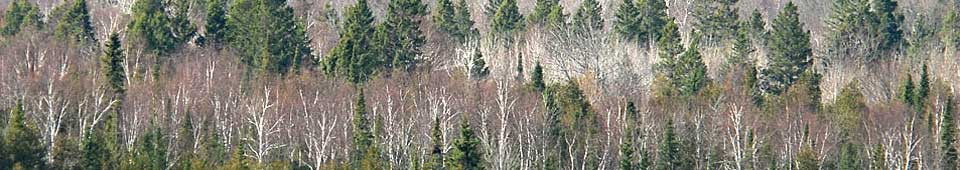 View of treesnear Wabikon Forest.