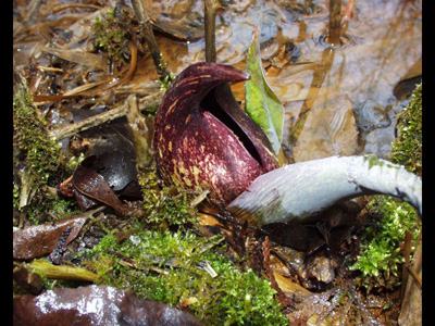skunk cabbage.