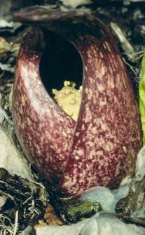 skunk cabbage flower.