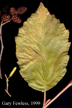 leaf