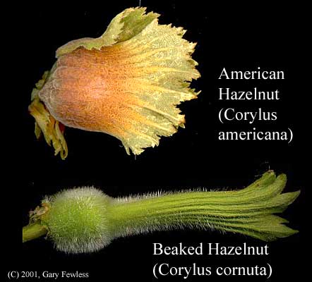 American and beaked hazelnut fruits.