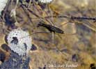 water strider.