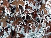 frosty oak leaves.