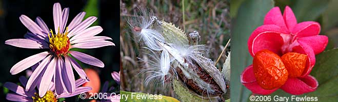 Aster laevis, Asclepias syriaca, Euonymus europaeus