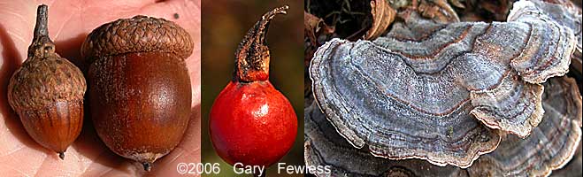 acorns; rose hip, bracket fungus