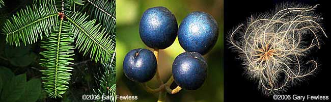 L to R: balsam fir, blue cohosh, clematis