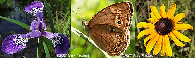 June icon: northern blue Iris, eyed brown butterfly, black-eyed Susan