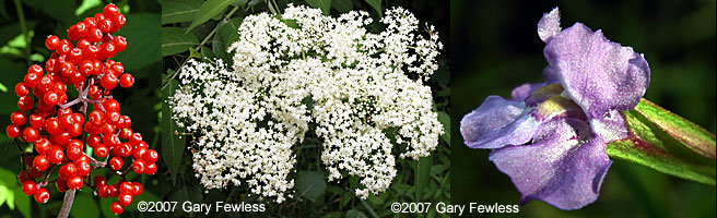 red elderberry in fruit, black elderberry in flower, monkey flower