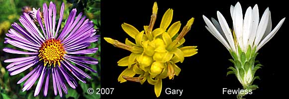 cardinal flower, grass-of-Parnassus, fringed gentian, black-eyed-susan