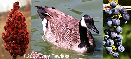 staghorn sumac, Canada goose, wild grape
