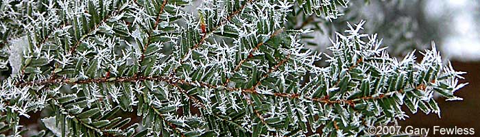 staghorn sumac, Canada goose, wild grape