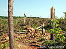 tornado damage