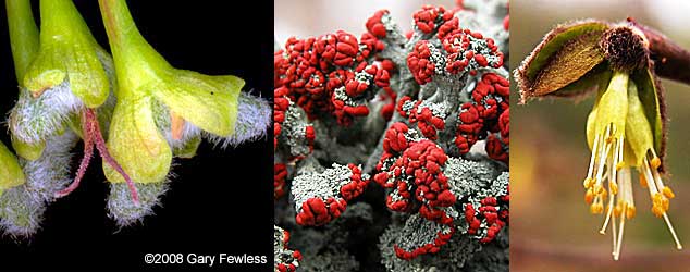 L to R: silver maple female flowers, "British soldier" lichen, leatherwood flowers