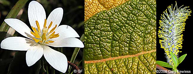 L to R: bloodroot, Bebb's willow, crack willow