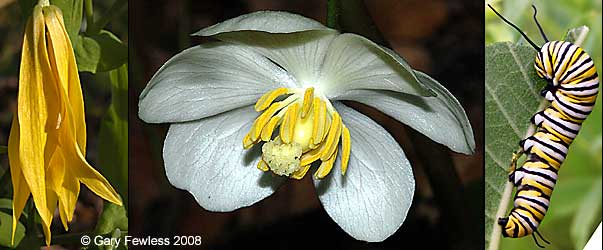 bellwort, mayapple, monarch