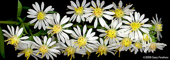 Aster ericoides (heath aster)