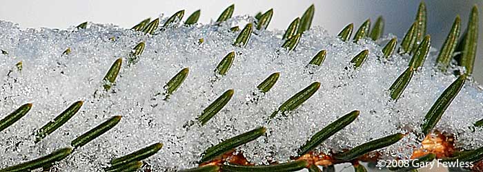 white spruce, Picea glauca