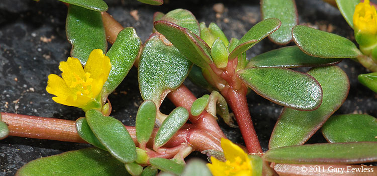 chickory, bur oak, compass plant