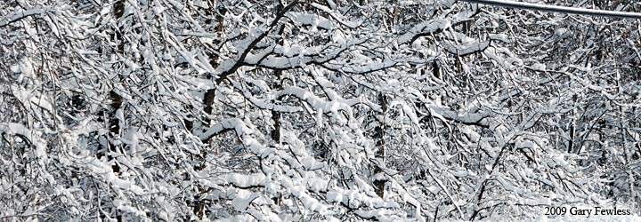 new snow heavy on branches and wires 12/09/2009