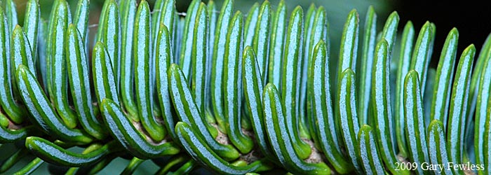 needles of balsam fir on upper, fertile branch