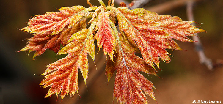 northern pin oak leaves opening