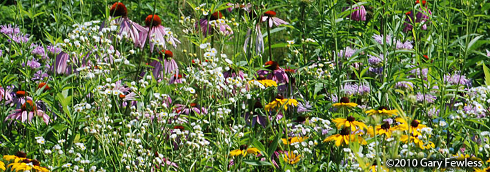 prairie plants