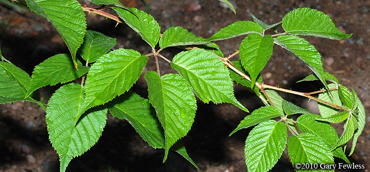 blackberry leaves
