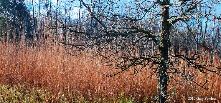 big blue-stem grass  and bur oak