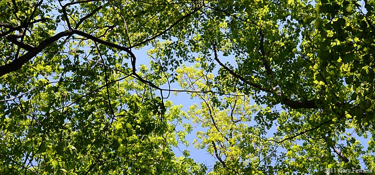 wild rose, Green Frog, northern bush honeysuckle