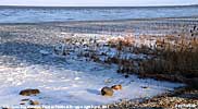 ice along shore