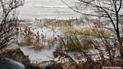 marsh flooding