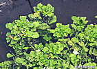 watercress