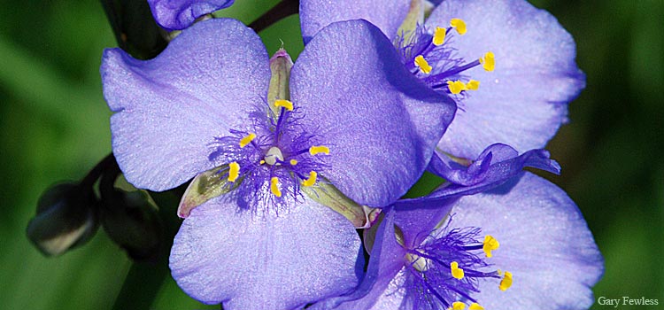 spiderwort