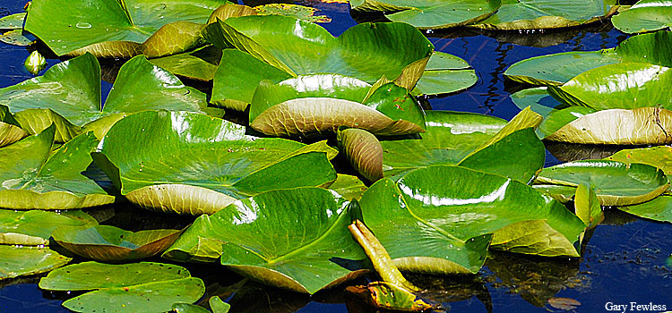 pond lily