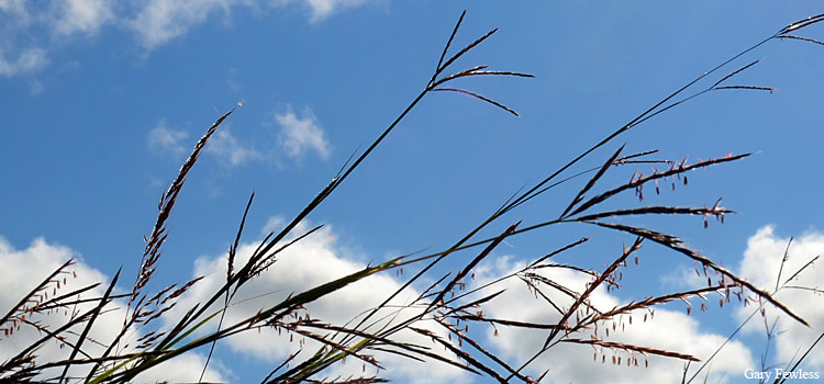prairie grasses: big bluestem and Indian grass