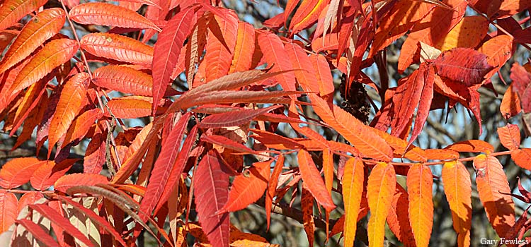 staghorn sumac