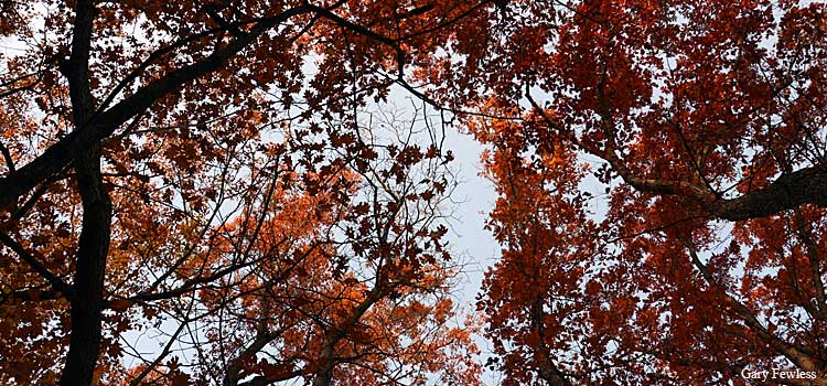 white oak, Nov. 1, 2011