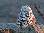 snowy owl