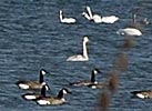 swans, geese