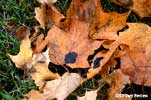 tar spot disease on Norway maple
